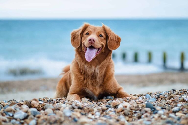 Must Have Training Tools And Supplies