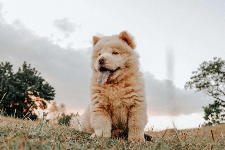 Paws for a Cause